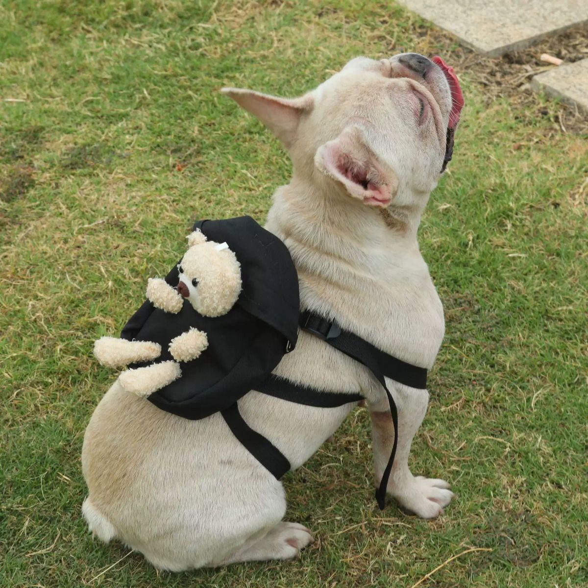 宠物狗狗自背包狗背包猫咪外出书包乌龟包零食泰迪中小型犬牵引收