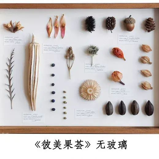 畫框標本植物果實樹葉昆蟲蝴蝶乾燥花復古相框新年擺件手作教師節