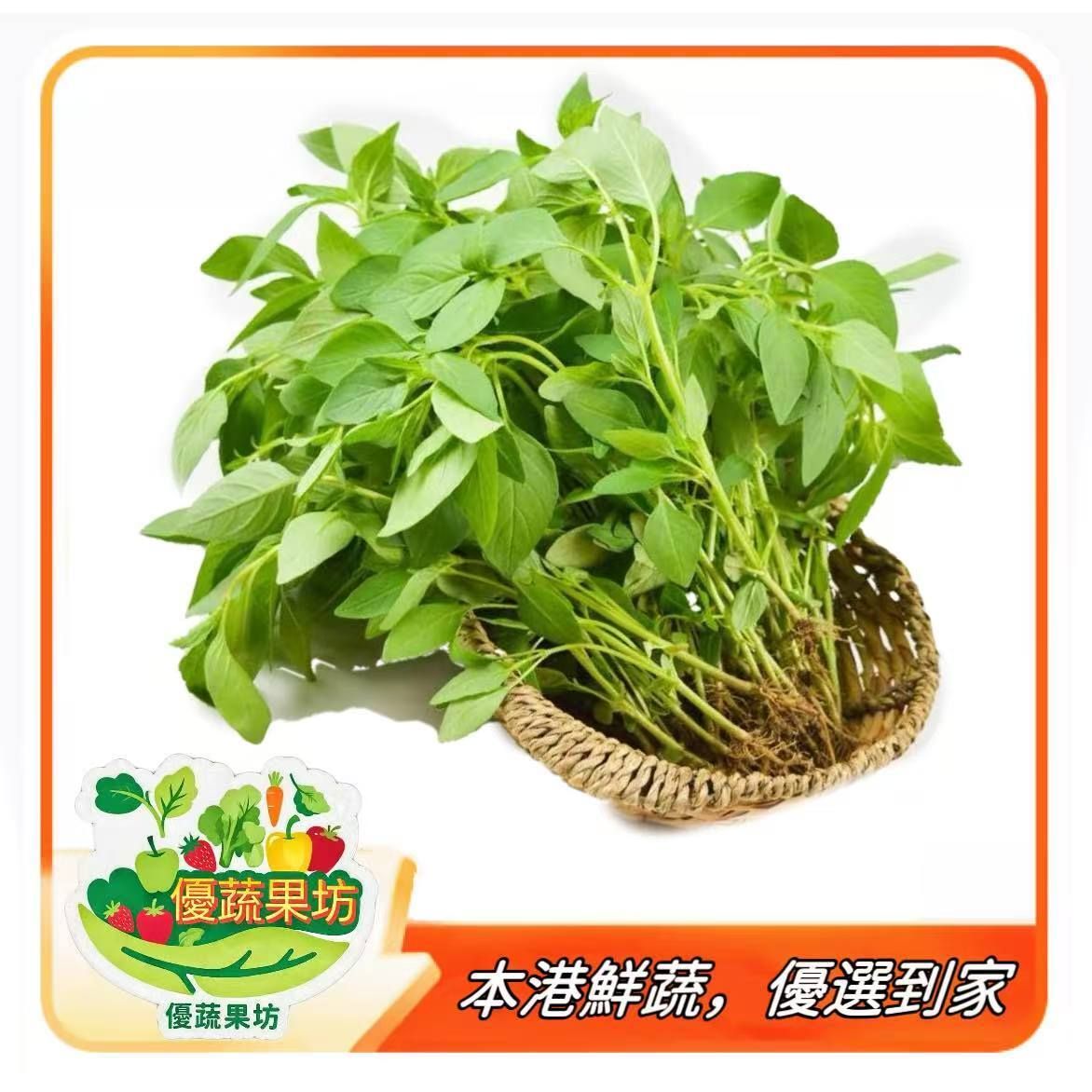 九層塔/金不換(80g)