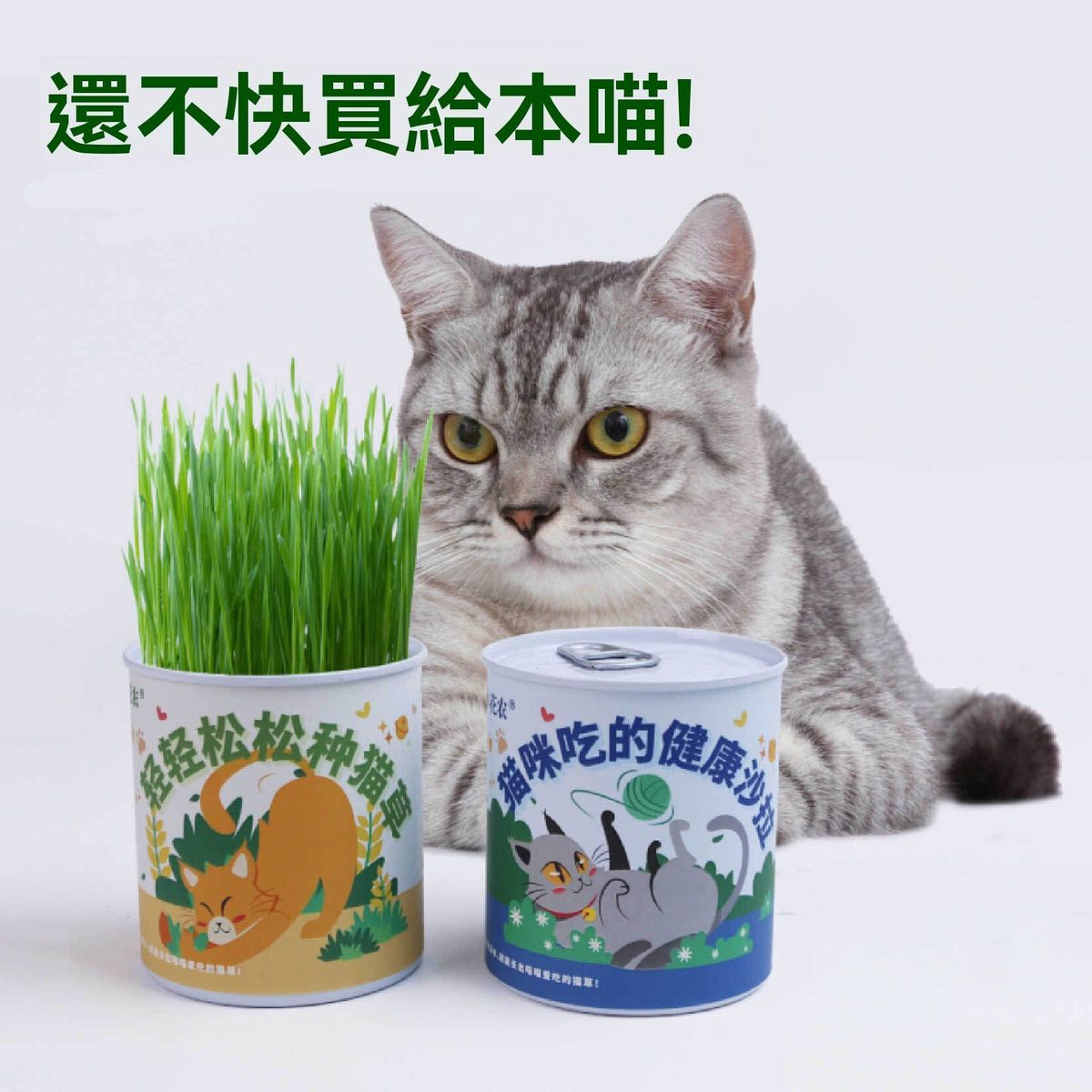 1個裝 自己動手，為貓咪種出健康貓草，4款貓草隨機出貨，打造家庭專屬的貓草盆栽。和孩子一起享受種植的樂趣，同時為愛寵提供天然美食 貓薄荷