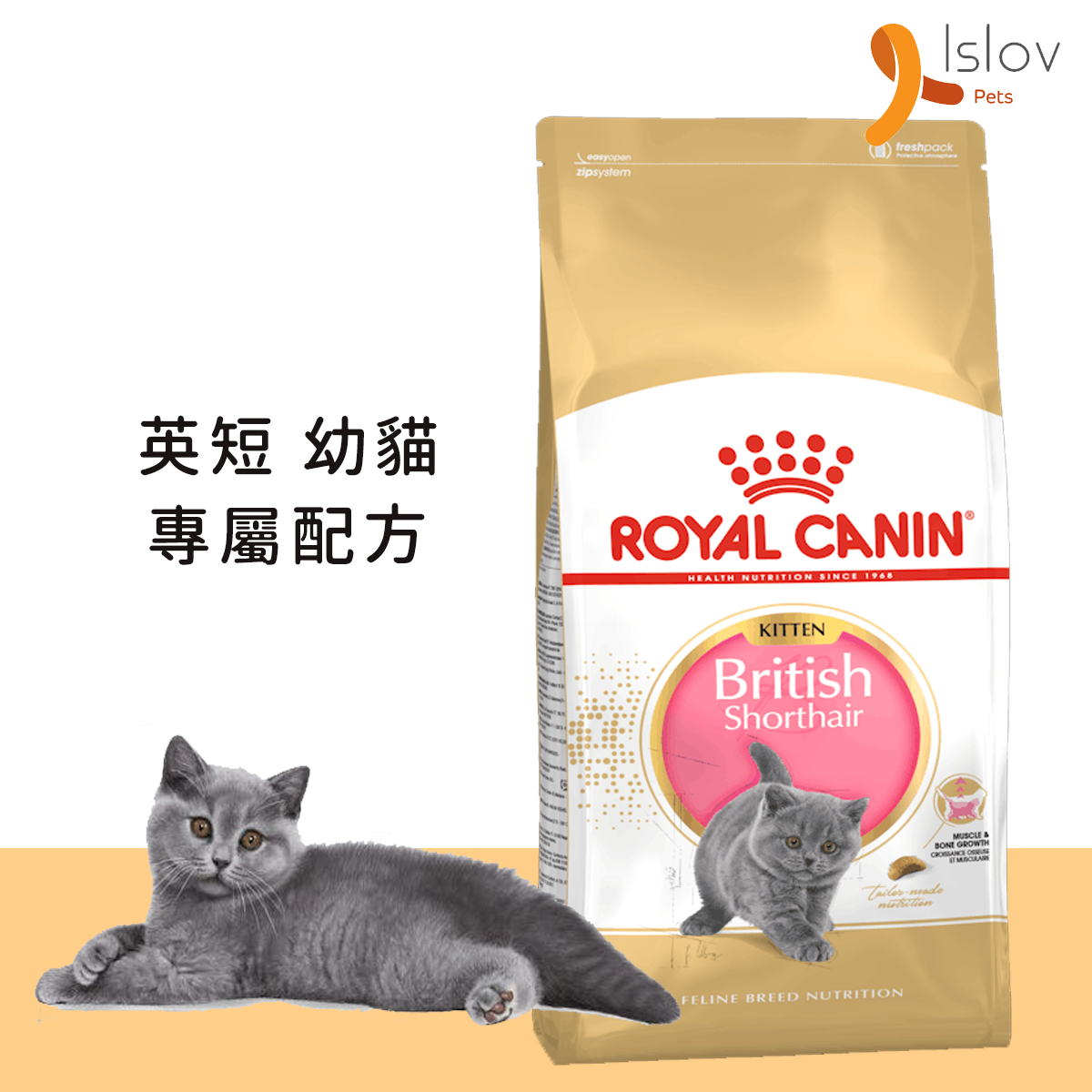 Royal Canin - 英國短毛幼貓專屬配方 貓乾糧 - 10kg