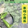 CUCUMBER 小青瓜 (350-400G)