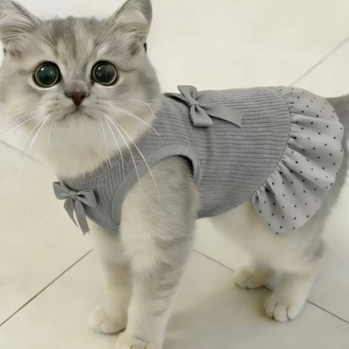 韓系忌廉灰波點寵物裙貓咪狗狗背心裙春夏薄款公主裙英短布偶比熊