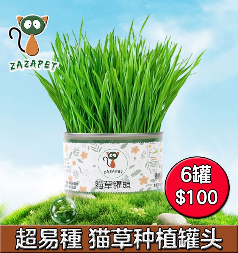 【Charity】 Canned Cat Grass Planting