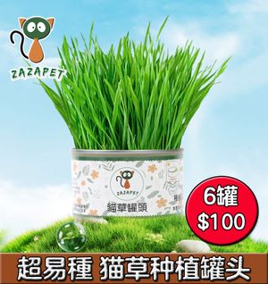 【Charity】 Canned Cat Grass Planting 