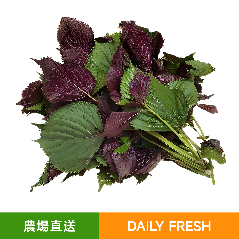 農場新鮮直送紫蘇葉（200-250g）新鮮現採 香氣濃郁
