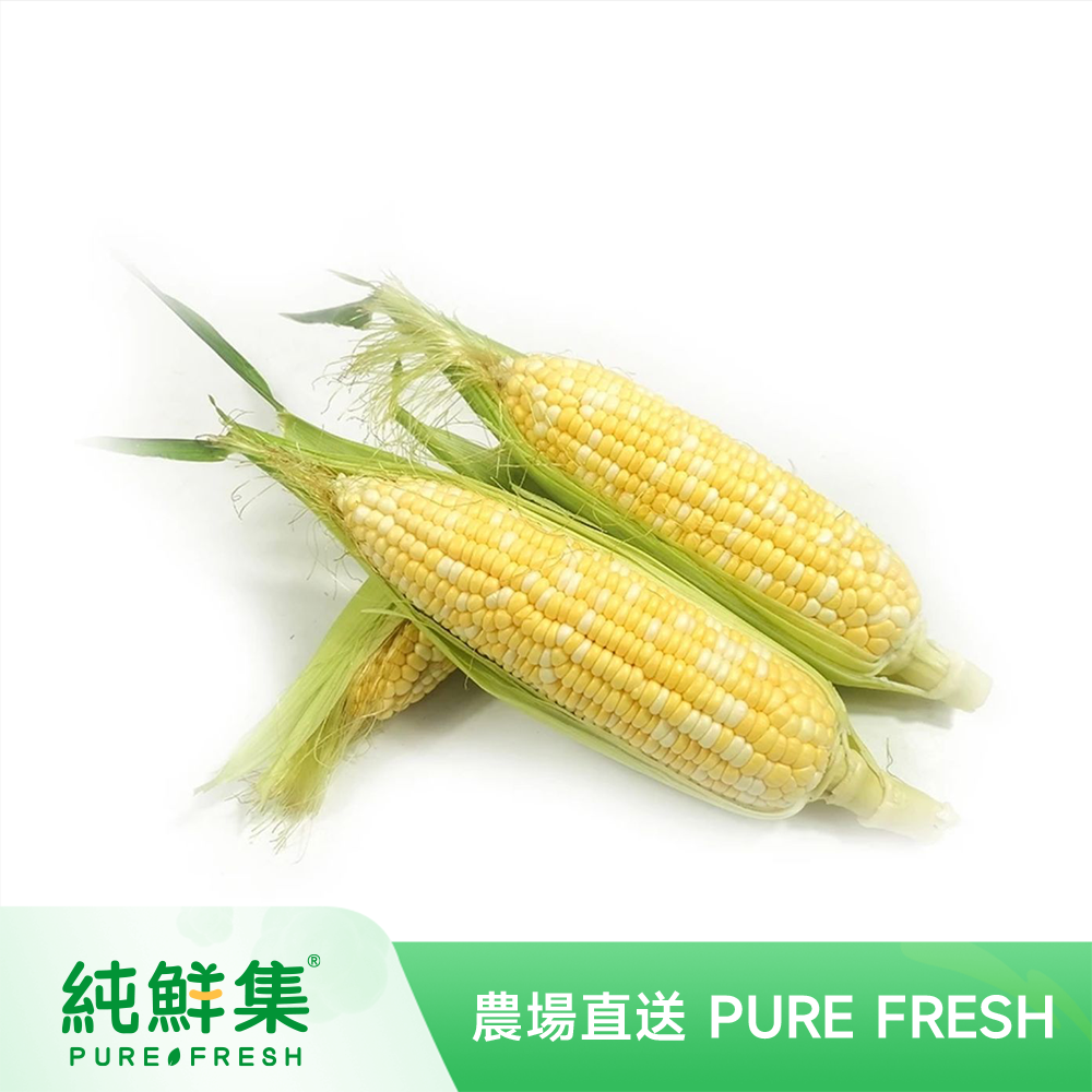 無公害種植新鮮直送水果粟米/水果金銀玉米(三條裝)